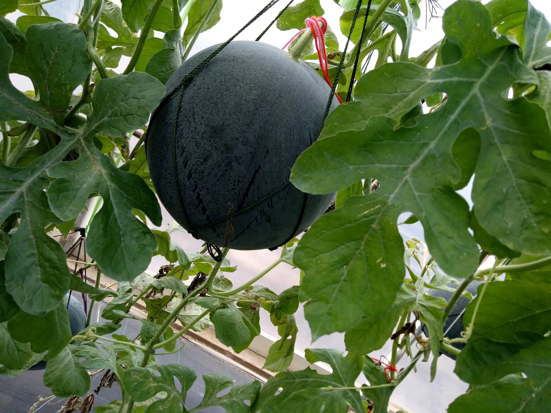 3. Vigor 108 A high quality watermelon
