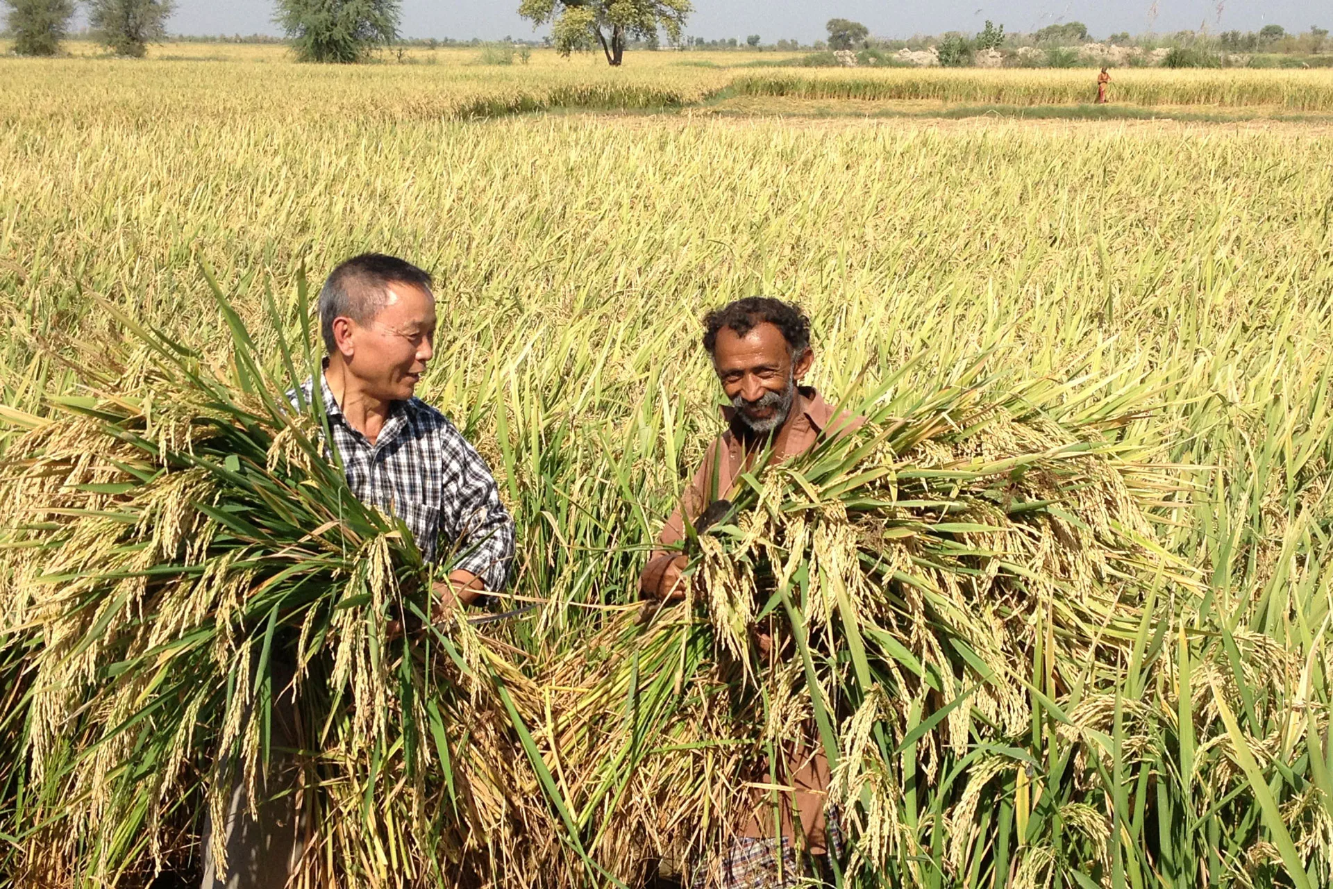 A Legendary Rice Breeder with Rice Farmer of Pakistan 1