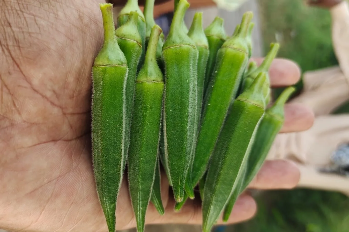Sogro Okra Seed Laziz.webp