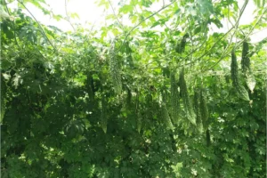 sogro bitter gourd lazer 1