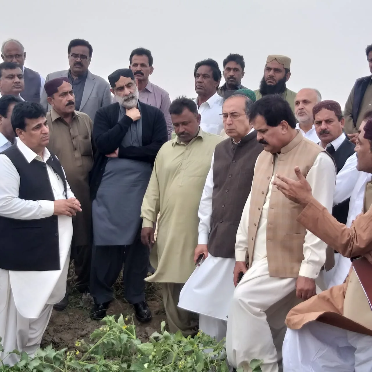 sogro federal minister for national food security research sahibzada mehboob sultan visiting sogro seed varieties in farmer fields of sindh