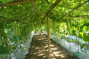 sogro new bottle gourd hybrid aala with high scope