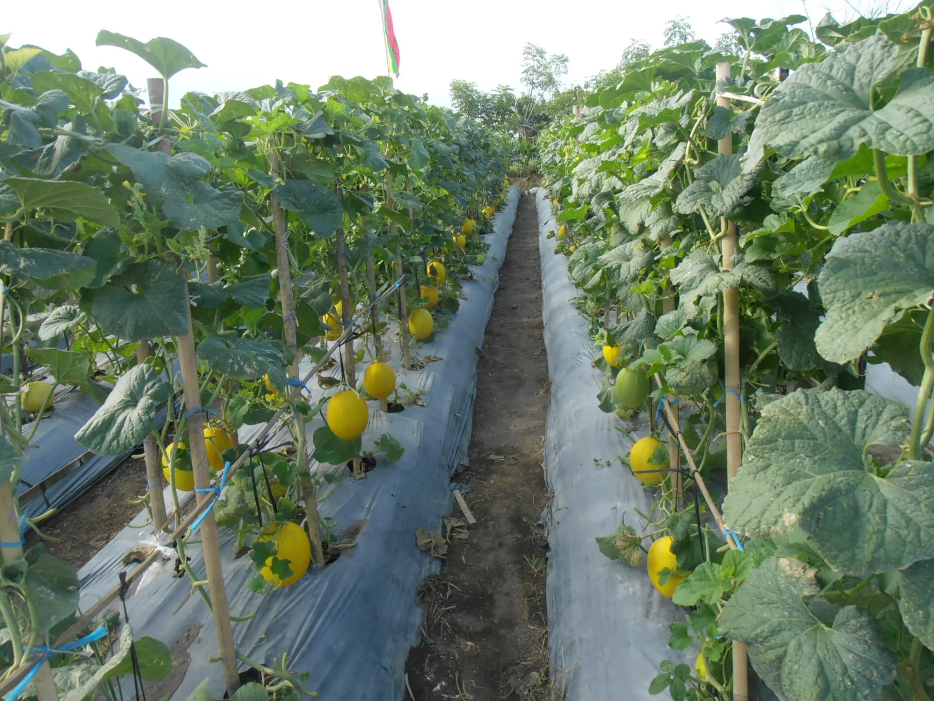 sogro super gold a high yielding quality melon seed