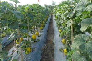 sogro super gold highyielding quality melon seed